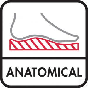 pictogram_anatomical.jpg